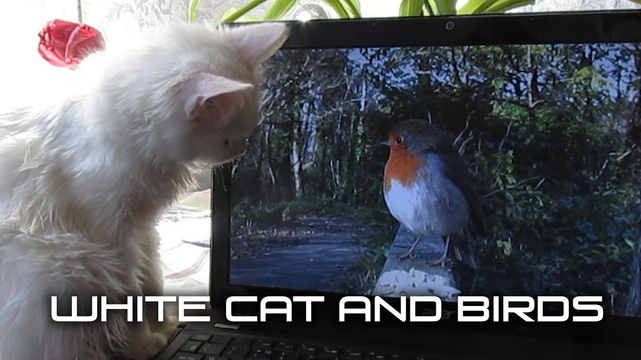 Птички для кошек на экране со звуком. Птички для кошек на экране видео со звуком. Птички для кошек на экране видео.
