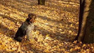 How to Exercise Your German Wirehaired Pointer Safely