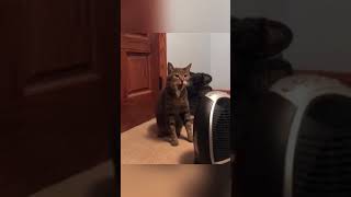 Funny cats_#shorts