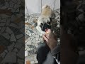 Mr Spike trying to eat a strawberry for the first time pt.3 🍓🐶🐾