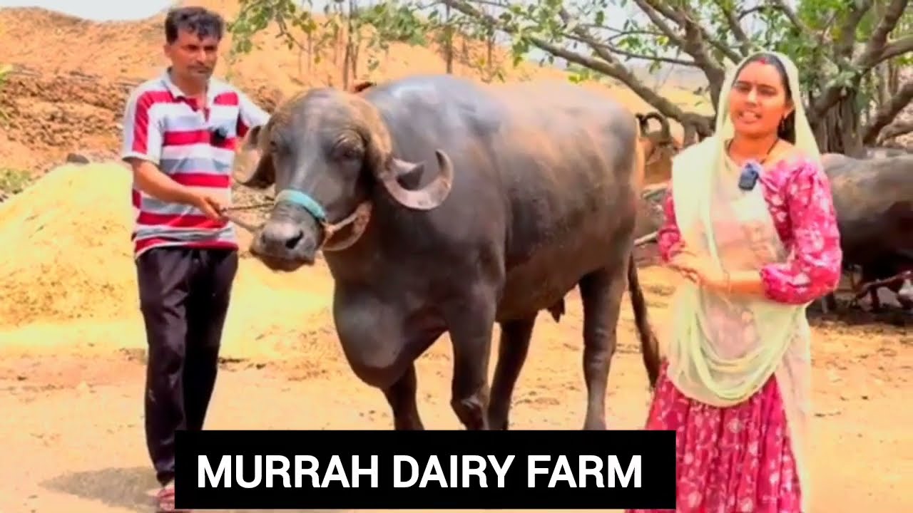 गुजरात की टॉप जाफराबादी भैंस यहां से खरीदा #priyankadinudairyfarm #top #jafarabadi #buffalo 