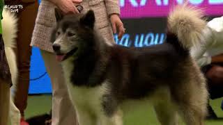 Best of Breed, Working Group|CANADIAN ESKIMO DOG|