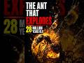 🐜 The Ant That Explodes Itself to Save Its Colony — Nature's Most Selfless Killer #amazinganimals