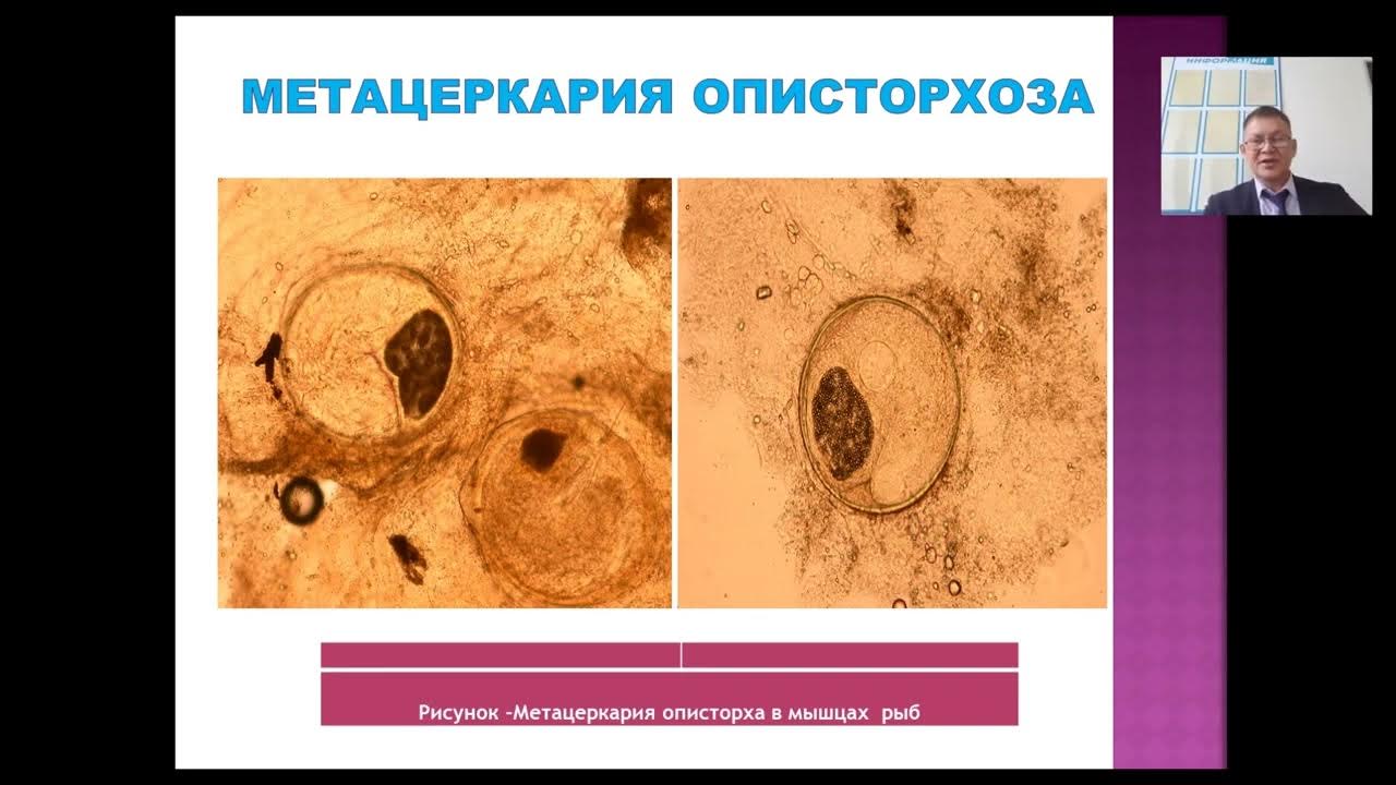 Паразитология и инвазионные болезни 1. Лекция 1. Предмет и задачи ...
