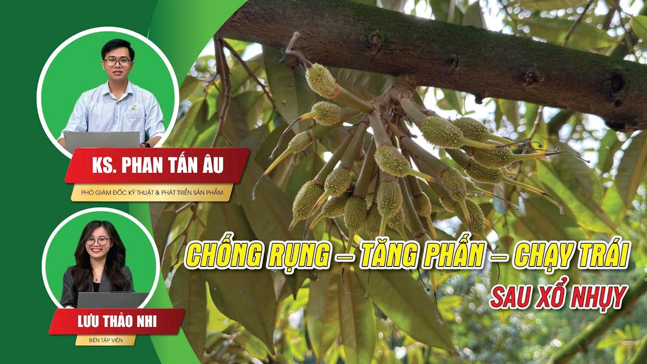 Tọa Đàm C.A.T Kỳ 006: Chống Rụng - Tăng Phấn - Chạy Trái Sau Xổ Nhụy