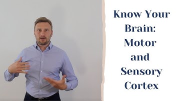 Motor And The Sensory Cortex?| ROOTS HEALTH CLINIC