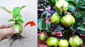 New skills! Growing guava tree from a guava fruit in pot