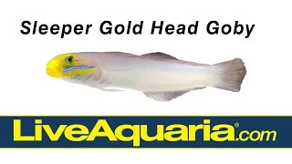 Sleeper Gold Head Goby (Valenciennea strigata) | LiveAquaria.com by Drs. Foster and Smith Pet Supplies 1,916 views 8 years ago 16 seconds