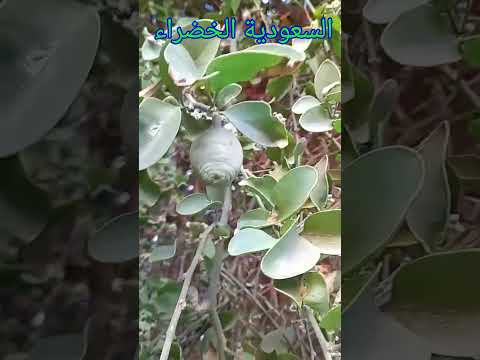 اللالوب ثمار شجرة الهجليج  