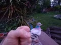 How to keep pigeons out of your garden - this really works!