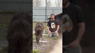 Багира, дочь Акелы 🐺 Канадский Волк