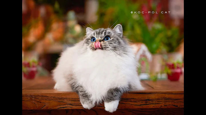 Video 2352571: lynx female, lynx mitted, mother cat