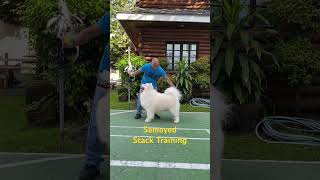 Samoyed Training #hernandogworldtv #dogshow #samoyed