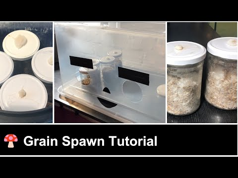 2.2 Mastering Grain Spawn