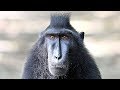 Ce singe est le plus sociable du monde - ZAPPING SAUVAGE