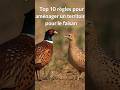 Ref:Ug9m3CkvAPs 10 r�gles incroyables pour am�nager un territoire pour le faisan (top 10)