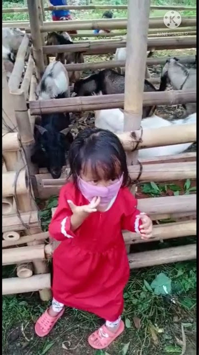 Dede diva lagi lihat kambing