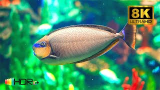 Aquarium Relaxing Oceanscapes 8K UHD GoalBack Video HDR Test 【8K HDR 60FPS】