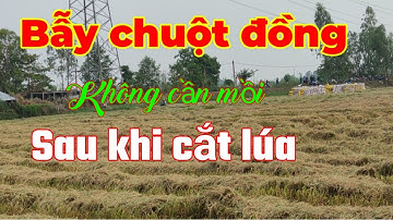 Bẫy chuột đồng không cần mồi...khi lúa vừa cắt song chuột dính thấy mê...