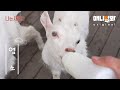 나는 태어난 지 45일된 염소 새끼다ㅣ[애니멀봐 나새끼 42호] ㅣI’m a 45-Day-Old Baby Goat