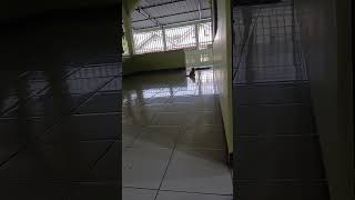 mpus kemari dong #awesome #cat #kucing #imut #fun #hobi #animals #anabul #lucu #youtubeshorts #fyp