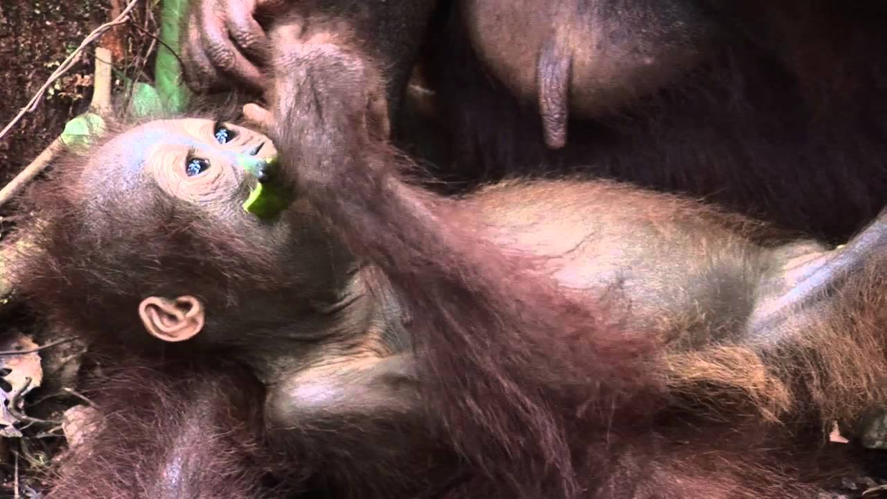 Baby_Orangutan_Eating_Mango_Laying_In_Mothers_Lap-YouTube-1 extinct animal footage