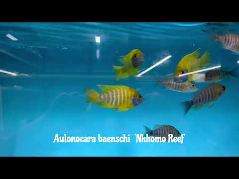 Integral Aquatics Aulonocara baenschi 'Nkhomo reef'
