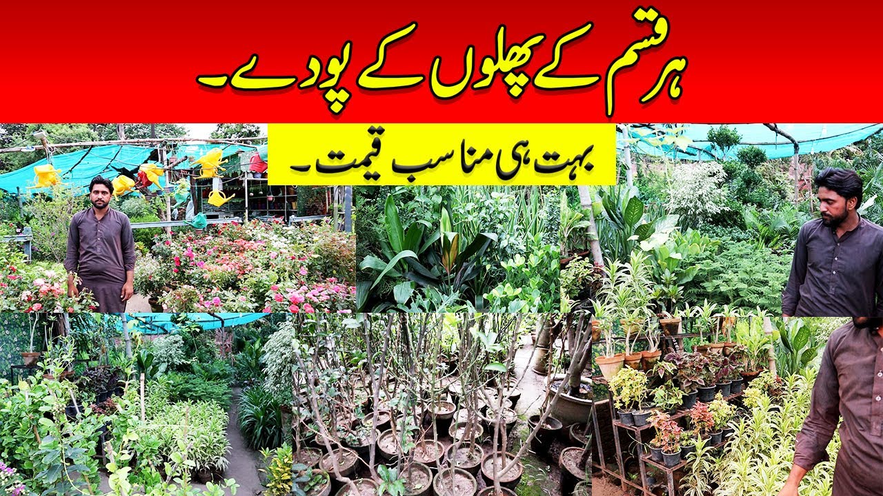Plant Nursery Lahore Plants Indoor Outdoor Flower Vegetable Plant Fruit