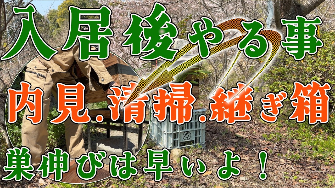 山で日本蜜蜂が入りました。 How to move wild Japanese honeybees into a man made hive - YouTube