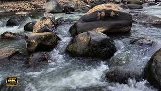 calm flowing water bird therapy  the sound of water and birds chirping with water #watersounds