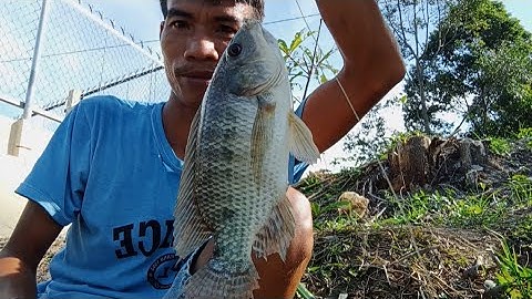 Câu cá sông / trúng ổ cá rô phi cụ giựt cá mỏi tay là có thật | phương long an tv #caucasong #cauca