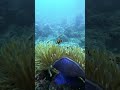 finding nemo #scubadiving #fish #aquarium #nemo #ocean