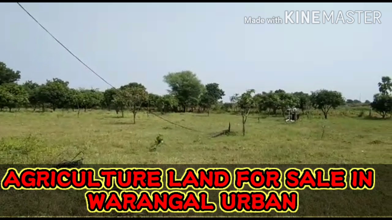 AGRICULTURE LANDS FOR SALE IN WARANGAL URBAN YouTube