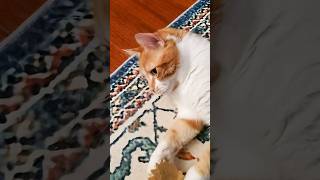 Exercise is Fun! 😄 🐈