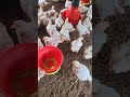 Poultry Farm Care #chicken #chickenshop #viral #farming #birds #trending