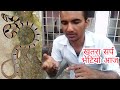      nepal snake rescue team nepal snake rescue kukuri snake in nepal