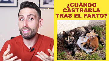 ¿Cómo se limpia a una gata después del parto?