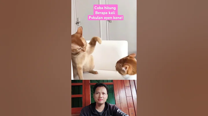 Watch the video about Because Oyen's chicken was stolen #cat #funnycat #cutecat