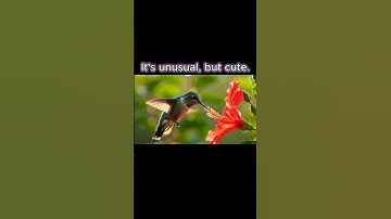 A hummingbird drinks nectar #shorts #birds #pets #cute