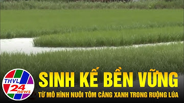 Sinh kế bền vững từ mô hình nuôi tôm càng xanh trong ruộng lúa