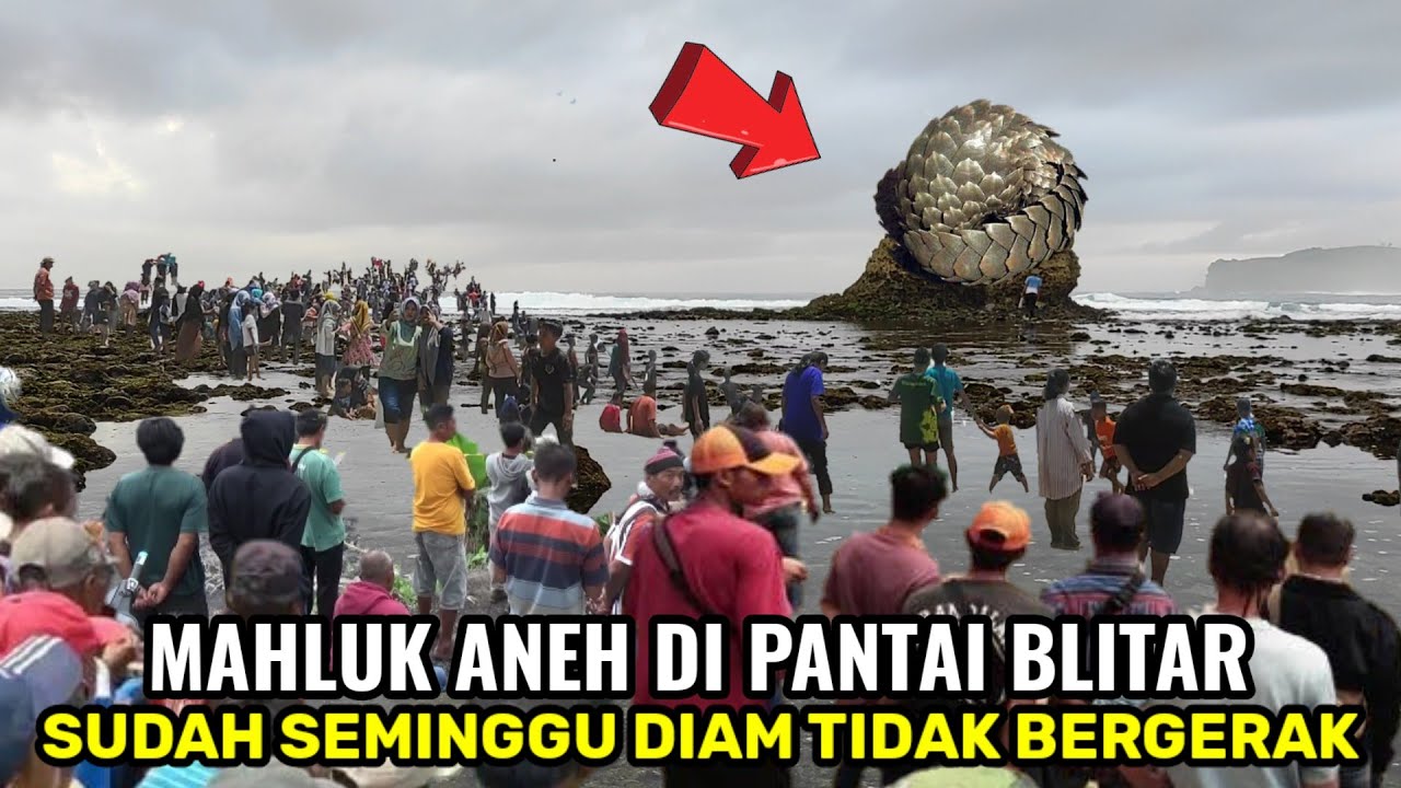 blitar viral lagi‼️terpantau sudah seminggu mahluk ini diam tidak bergerak di pantai