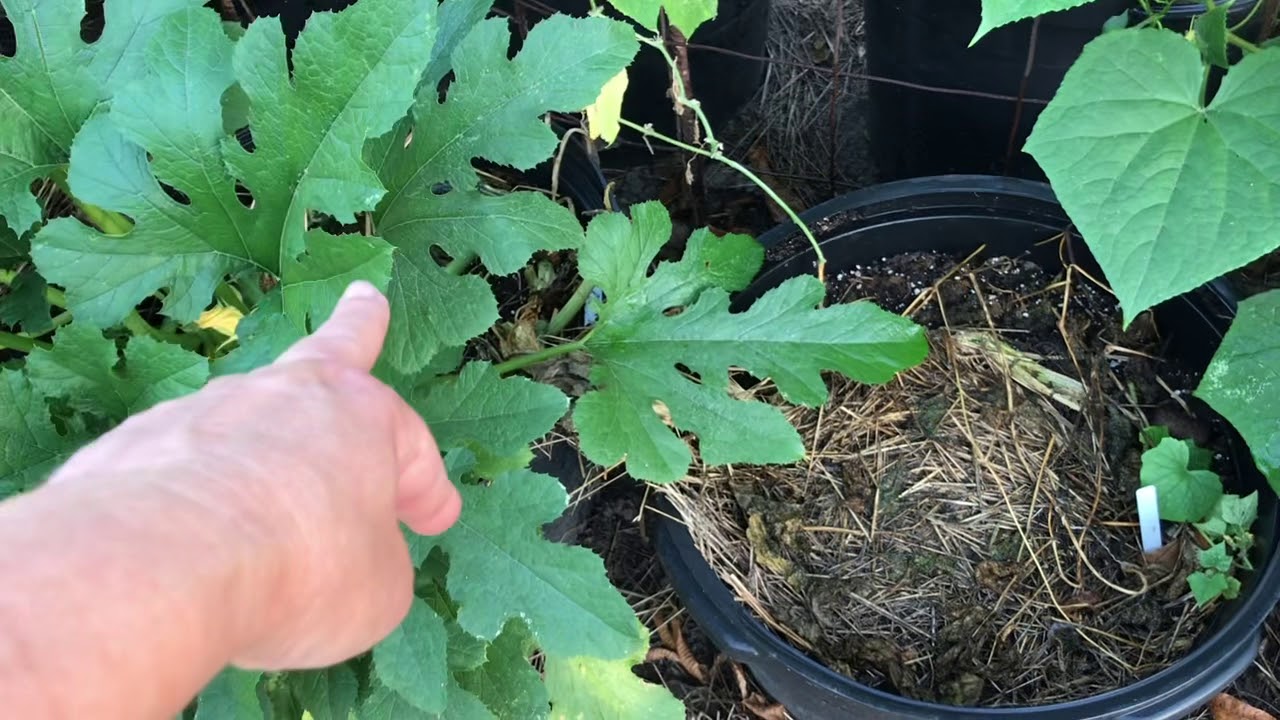 Zone 9a Summer Garden In Containers YouTube