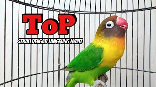 Lovebird NGEKEK PANJANG Fighter TOP Memancing BUNYI, Sekali Dengar Langsung NYAUT
