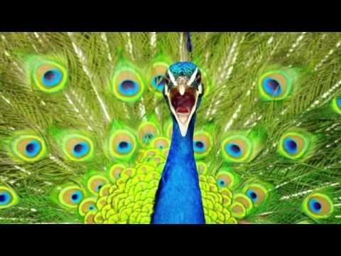 Peacock Call PEACOCK SOUNDS-Sounds Dogs Love