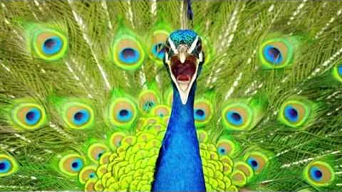 Peacock Call ~ PEACOCK Sounds- and Pictures for learning