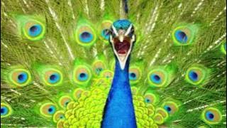 Peacock Call ~ PEACOCK Sounds- and Pictures for learning