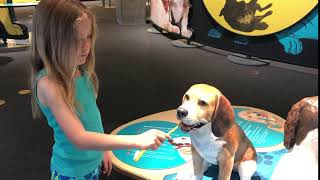 Caring for dogs exhibit at california science center