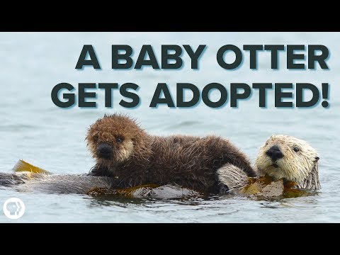 ⁣Inside the ADORABLE Sea Otter Adoption Program!