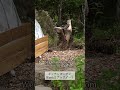 キッチンガーデンづくりWeek 2 発芽、間引き、種まき…全編は、概要欄のリンクから
