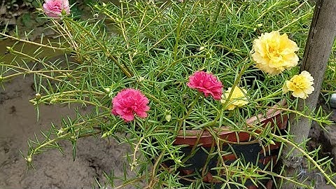 DI LẠC CHƠN KINH - KINH TỨ THỜI TƯ GIA - CAO ĐÀI TOÀ THÁNH TÂY NINH | BẠCH NHẬT HUY 8.7.2021